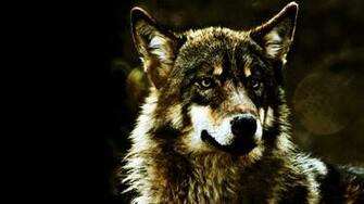 Home Pets And Animals Animal HD Wallpaper