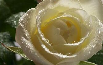 White Rose Flower Wallpaper