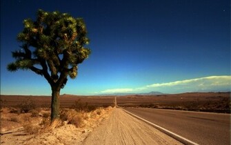Trees Desert Roads Joshua Tree HD Wallpaper