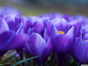 Spring Flowers Macro Desktop Pc And Mac Wallpaper