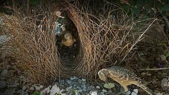Bowerbird San Diego Zoo Animals Plants