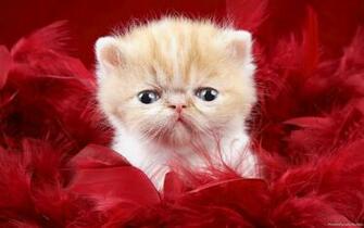 Cats Tigers Cheetah Baby Cat Wallpaper00001 Jpg
