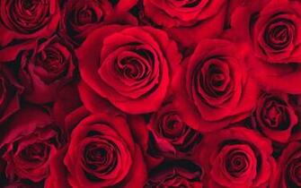 Red Rose Wallpaper HD Lovely