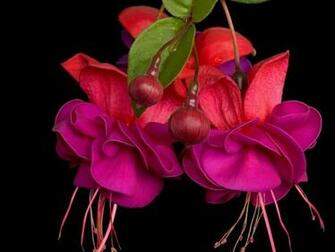 Fuchsia Flowers Wallpaper