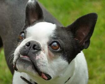 Cute Boston Terriers Wallpaper HD Background Desktop
