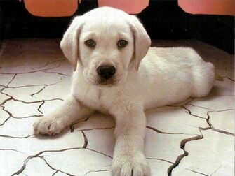 Dogs Food Stuff Cute Puppy Wallpaper