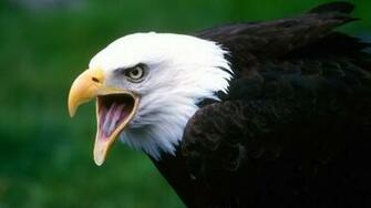 Birds Eagles Wallpaper Bald