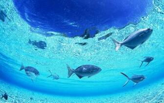 Ocean Fish Wallpaper Nature Oceans HD Desktop