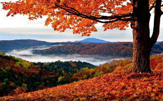 Fall Landscape Trees Hills Leaves Wallpaper HD