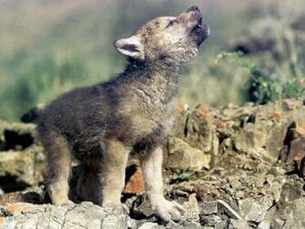 Baby Wolf Wallpaper