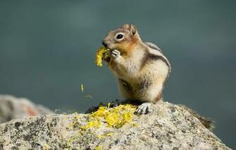 Wallpaper Flower Dandelion Stone Petals Gopher Golden