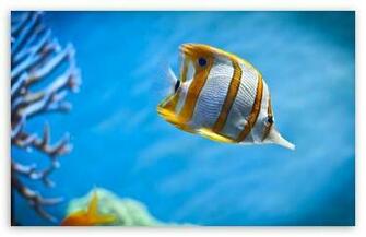 Tropical Fish HD Wallpaper For Wide Widescreen Whxga Wqxga