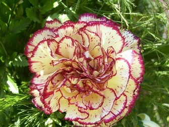 Carnation Wallpaper Whitered