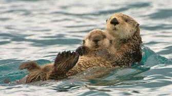 Otter Amp Baby Sea Water Floating Sweet