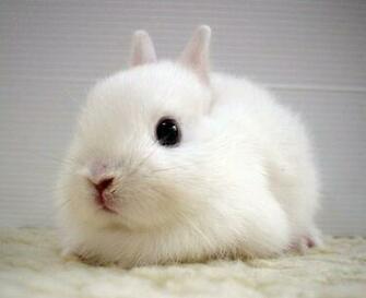 Cute Baby Rabbits Super Background Wallpaper