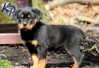 Animals Dogs