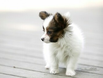 Papillon Puppy Dog Wallpaper No