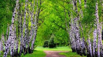 Summer Birch Trees And Road Wallpaper