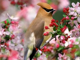 Birds Wallpaper Bird