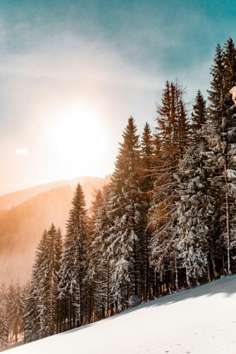 Green Pine Trees On Inclined Snow Mountain Photo Nature