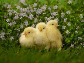 Chicken Hen Bird Image Desktop Background Wallpaper