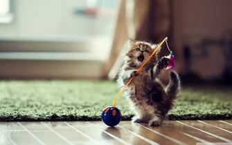 Wallpaperwide Dancer Cat Wallpaper