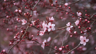 Cherry Blossom Background Wallpaper