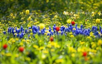 Description Spring Wildflowers Bloom Nature Landscape Wallpaper