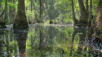 Swamp Wallpaper