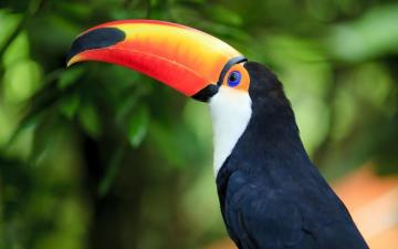 Toucan Nature HD Wallpaper
