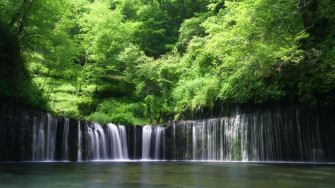 Rainforest Wallpaper