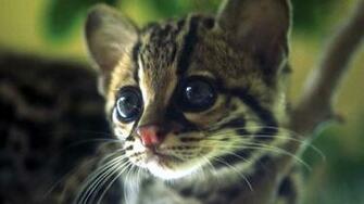 Kitten HD Wallpaper High Definition Quality