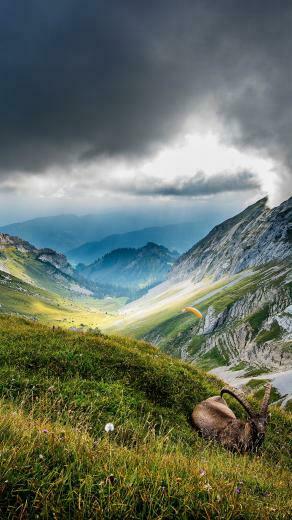 HD Nature Good Looking Wallpaper Portrait In