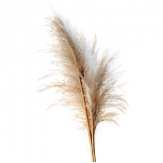 Pampas Grass D Wallpaper