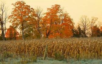 Corn Fields Field Autumn Nature Trees Thanksgiving Halloween