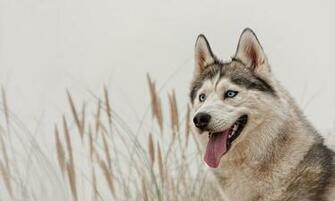 Siberian Husky Background Net