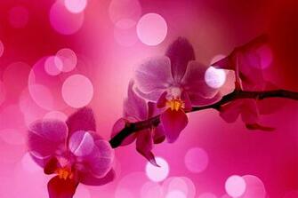 Pink Orchid Wallpaper HD