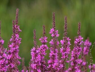 Purple Flower Identification Wallpaper Source