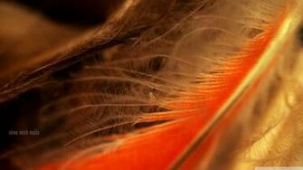 Orange Feather Macro 4k HD Desktop Wallpaper For Ultra Tv