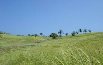 Tropical Island Nature Widescreen Desktop Background