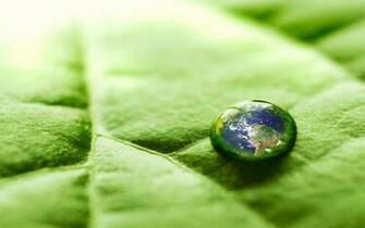 Green Environment Wallpaper
