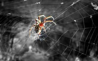 Spider Wallpaper
