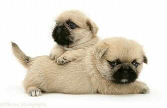 Pug Puppies Wallpaper White Funny Pictures Photos Jokes