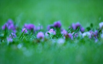 Flowers Wallpaper Desktop Purple Background