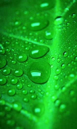 Season Rain Drops Mobile Phone Wallpaper HD