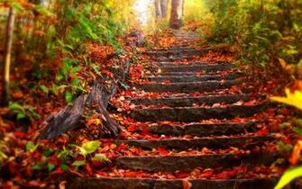 Stairs Park Trees Leaves Autumn Fall Wallpaper