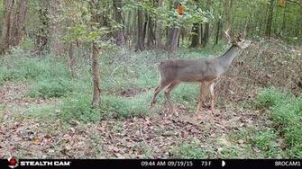 Mock Scrapes Week Bowhunting