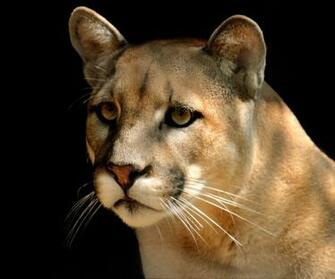 Mountain Lion Wallpaper Background HD