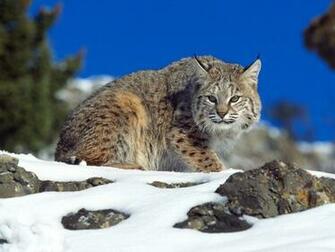 Love U Wallpaper Bobcat
