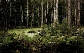 Wallpaper Woods Dark
